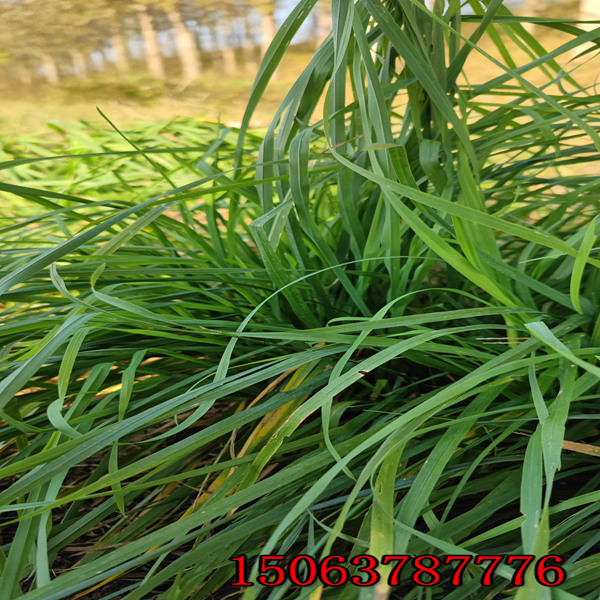 內蒙古百日草種子批發市場在哪里