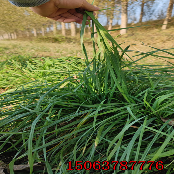 紅豆草種子什么地方批發