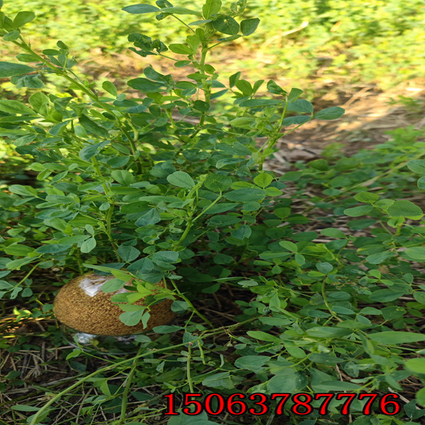 成都市的草種子批發市場在哪