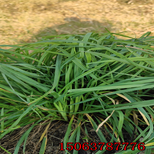 特高黑麥草種子批發