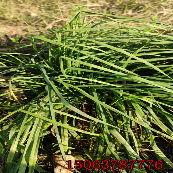 特高黑麥草種子批發