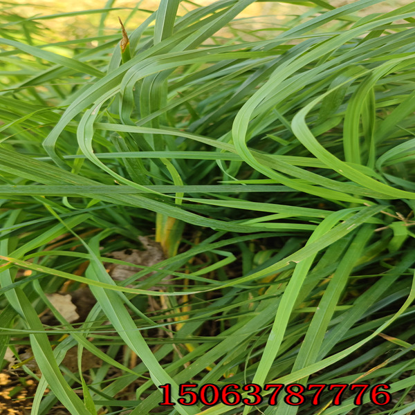 西藏黑麥草種子批發價格