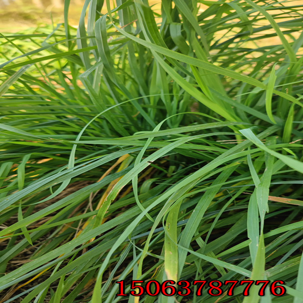 西藏黑麥草種子批發價格