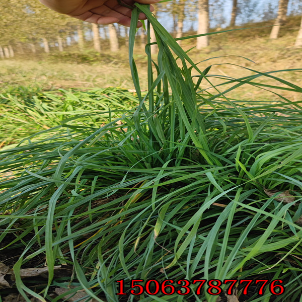 牧草種批發