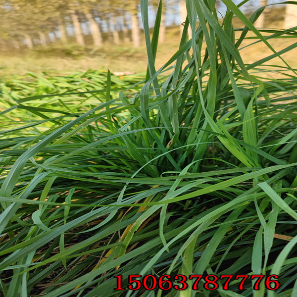 壽縣魚草種子批發市場