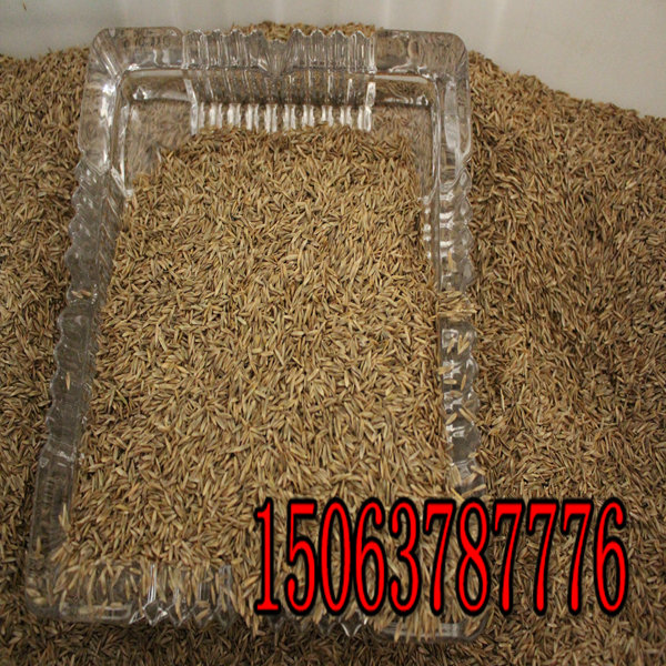 金華牧草種子批發市場