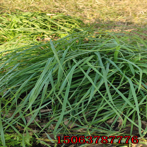 漳州牧草種子批發價格