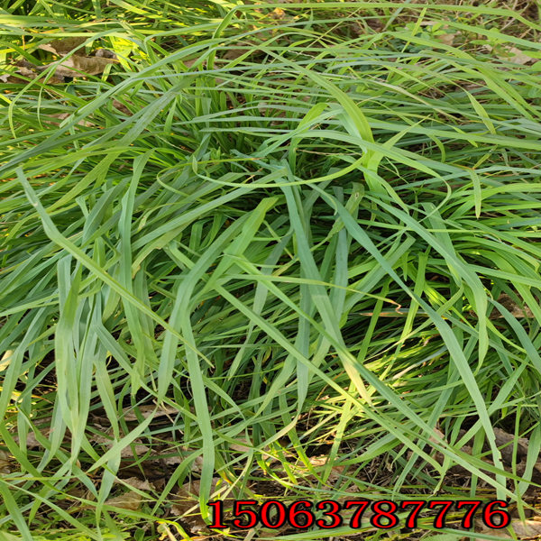 花草種籽批發