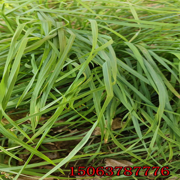 自貢牧草種子批發市場