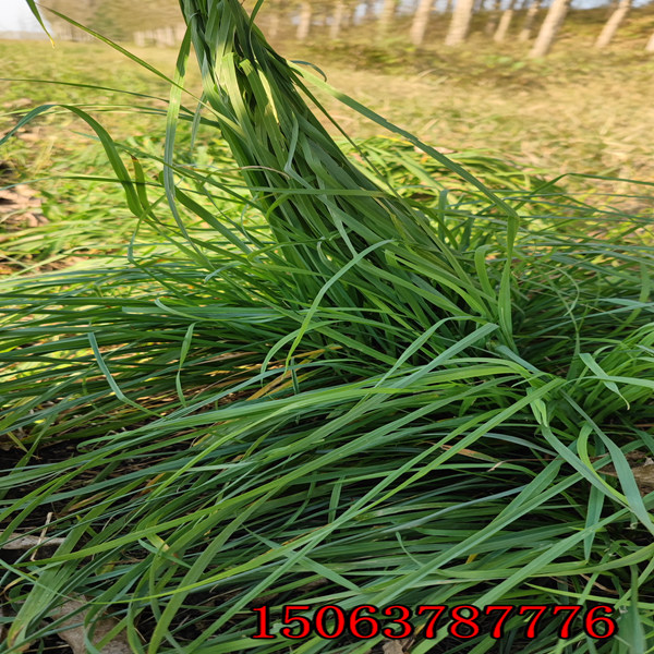 上饒批發護坡草種