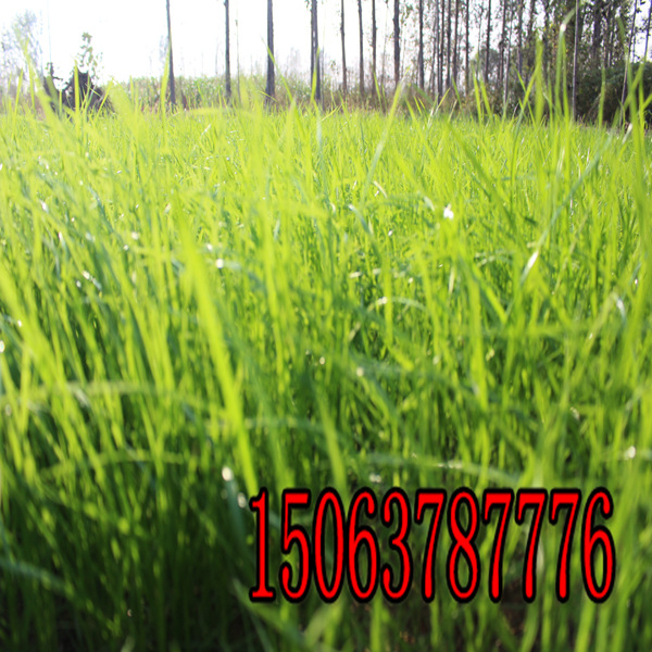 石家莊批發牧草種子在那里