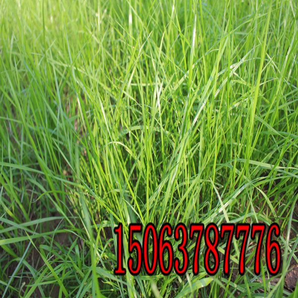 麗江牧草種子批發市場在哪里