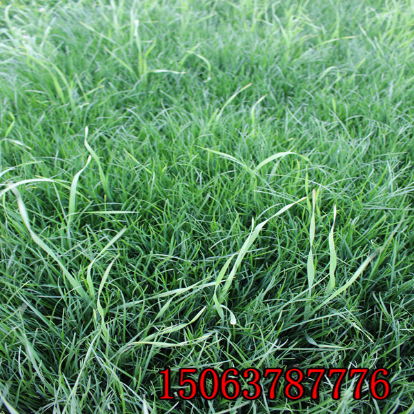 定安縣牧草種子批發價格