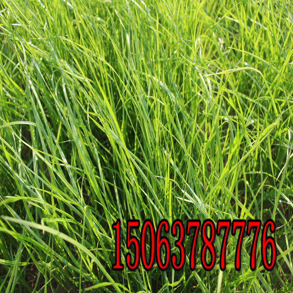 瀘州牧草種子批發市場在哪里
