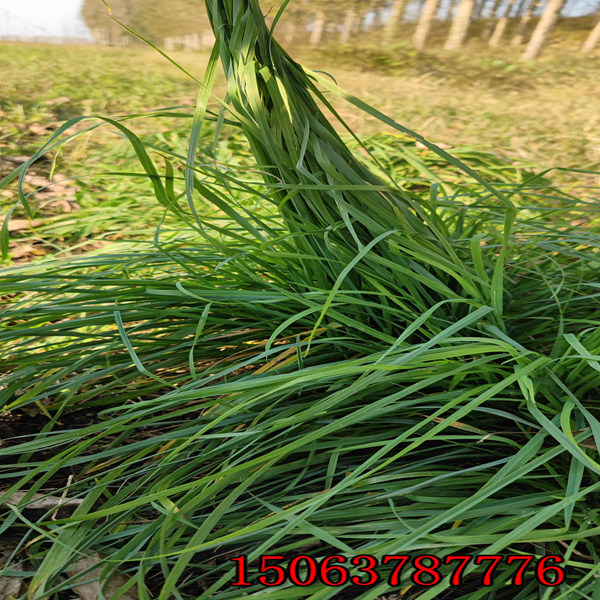 荊門牧草種子批發