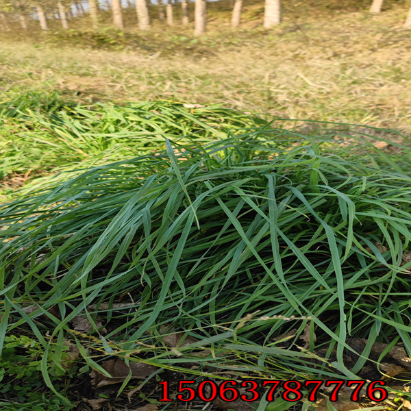 濰坊牧草種子批發