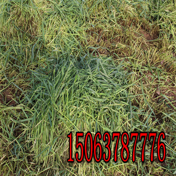 狗牙根草種批發價格