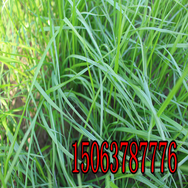 鄂爾多斯牧草種子批發市場