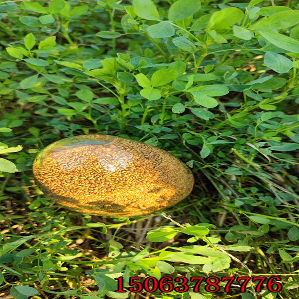 進口種子批發 紅花三葉草種子