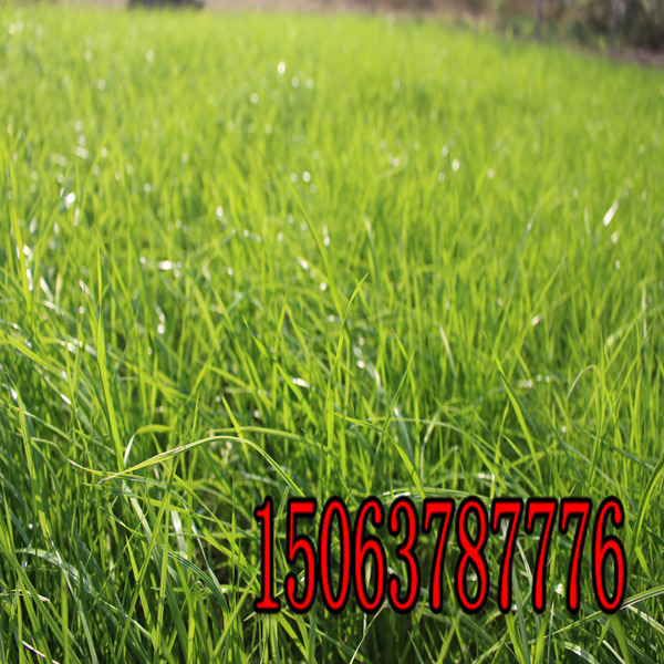陽江牧草種子批發市場