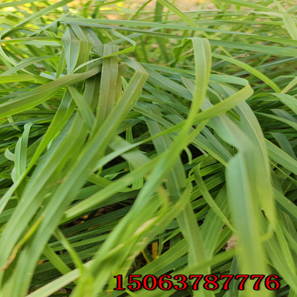 六盤水牧草種子批發價格