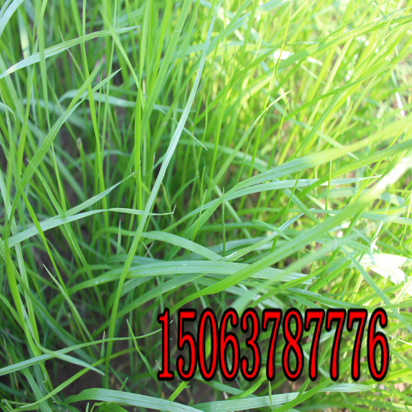 雅安牧草種子批發市場