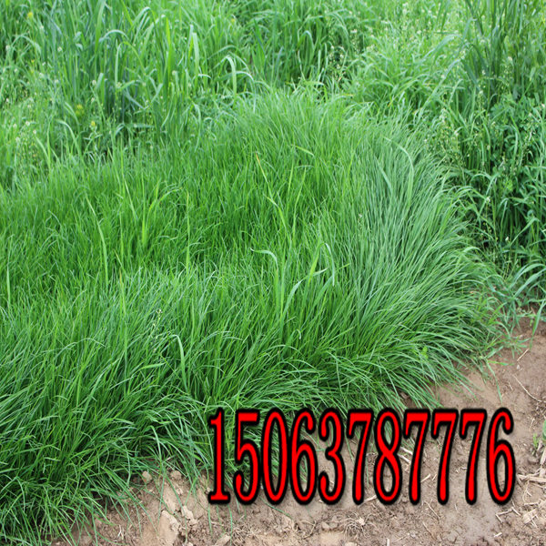 黑河牧草種子批發市場在哪里