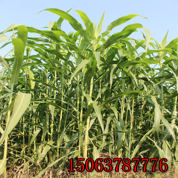 黑河牧草種子批發市場在哪里