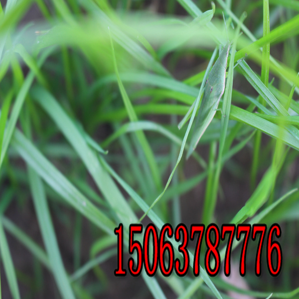 廊坊牧草種子批發價格