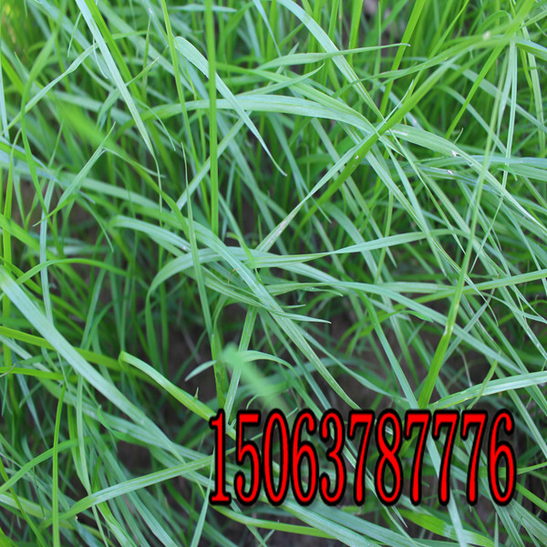 廊坊牧草種子批發價格
