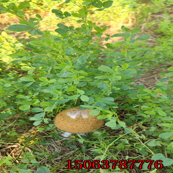 三沙牧草種子批發價格