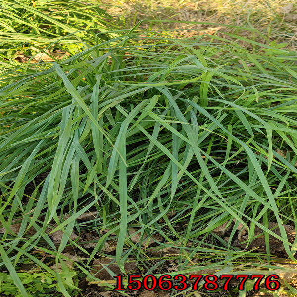 九江牧草種子批發價格