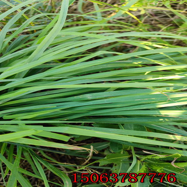 撫州牧草種子批發市場在哪里