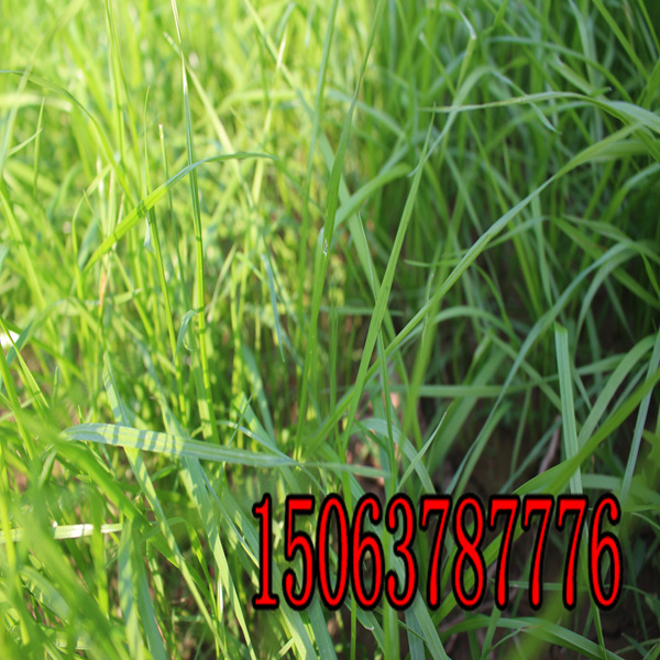 廈門烏魯木齊牧草種子批發