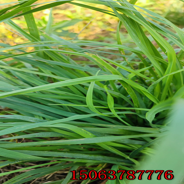 重慶草種子批發