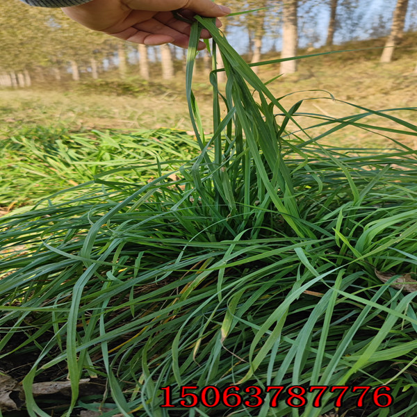 庭院花草種子批發