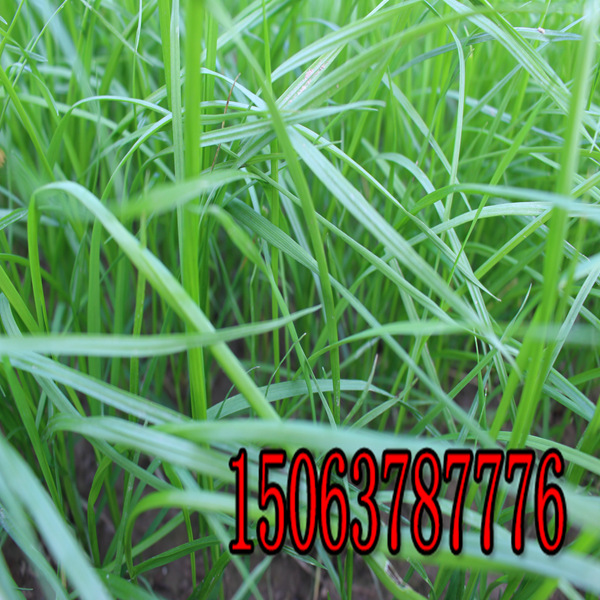 文山牧草種子批發