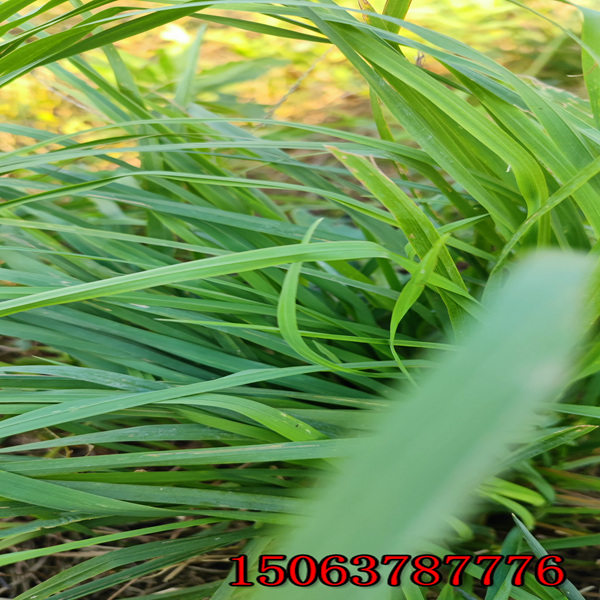 銅仁牧草種子批發市場