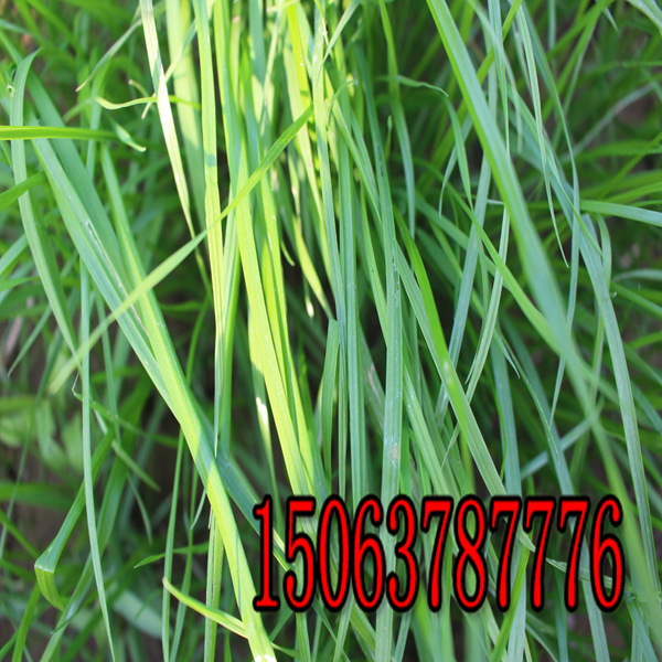 湖州草種子批發市場怎么走