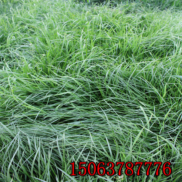 廣西花卉市場花卉種子草種批發