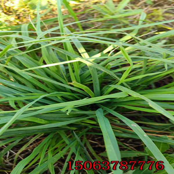 時令花草種子批發價格