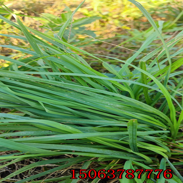 煙草種子批發市場
