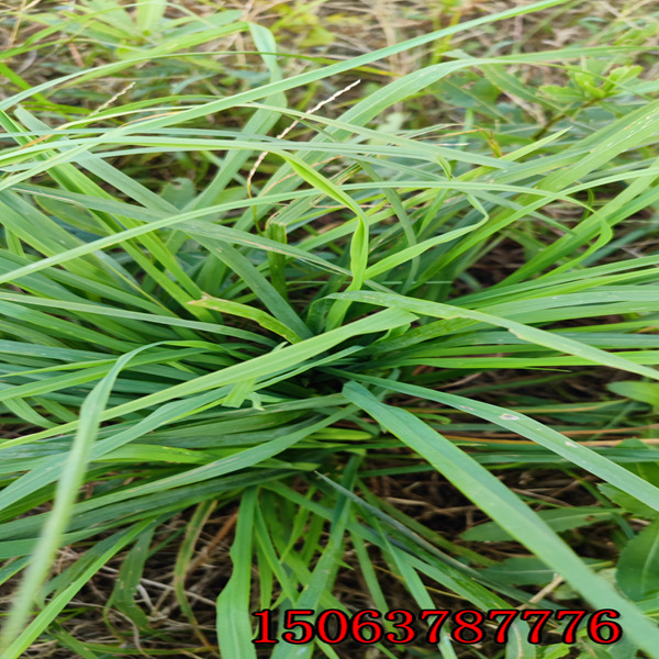 儋州牧草種子批發價格