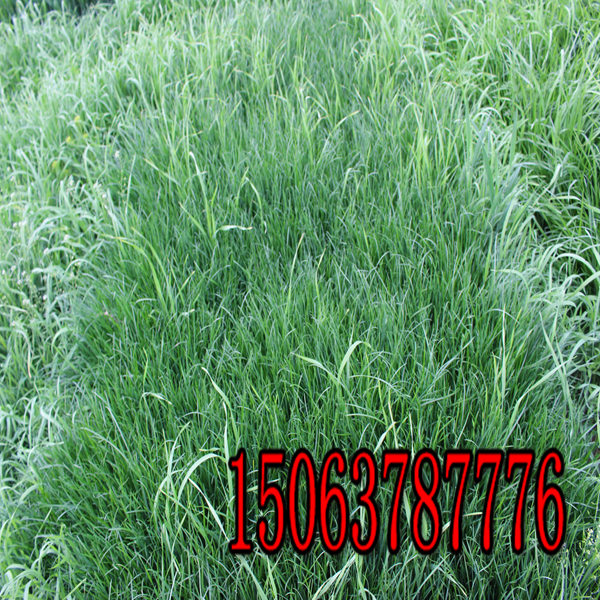 畜牧草種子批發價格