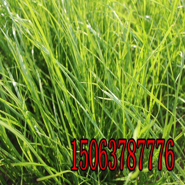 欽州牧草種子批發市場在哪里