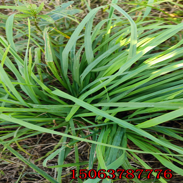 廣東牧草種子批發市場在哪里