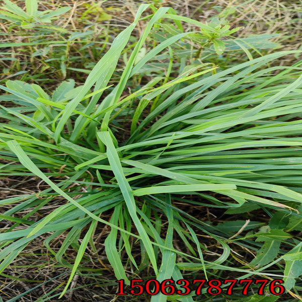 邵陽牧草種子批發市場在哪里