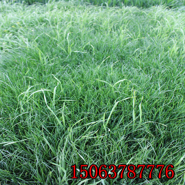 邵陽牧草種子批發市場在哪里