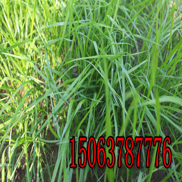 株洲牧草種子批發市場