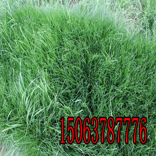 昭通牧草種子批發市場